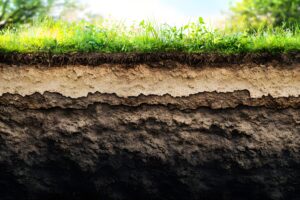 A cross-section of earth shows layers of soil beneath green grass and small plants, with sunlight illuminating the scene and blurred trees in the background.