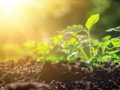 A small green plant grows in dark, rich soil under bright sunlight. The background is blurred with greenery, and warm sunlight shines from the upper left corner, creating a vibrant, fresh atmosphere.